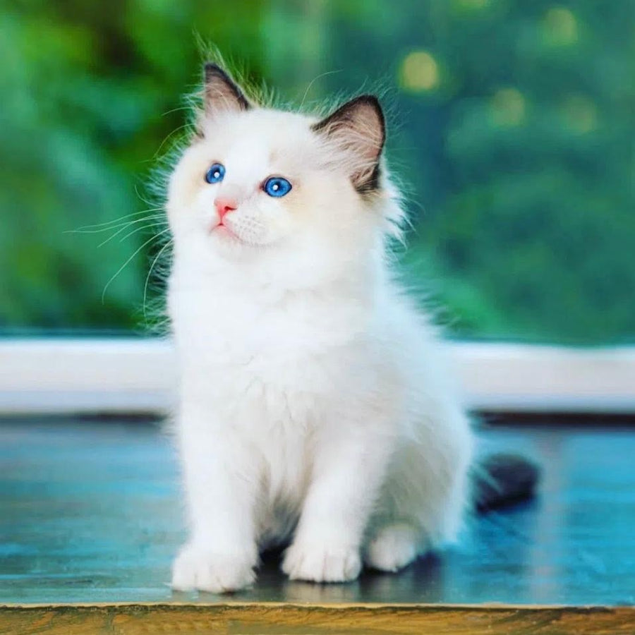 Lucky Ragdoll male, seal bicolour