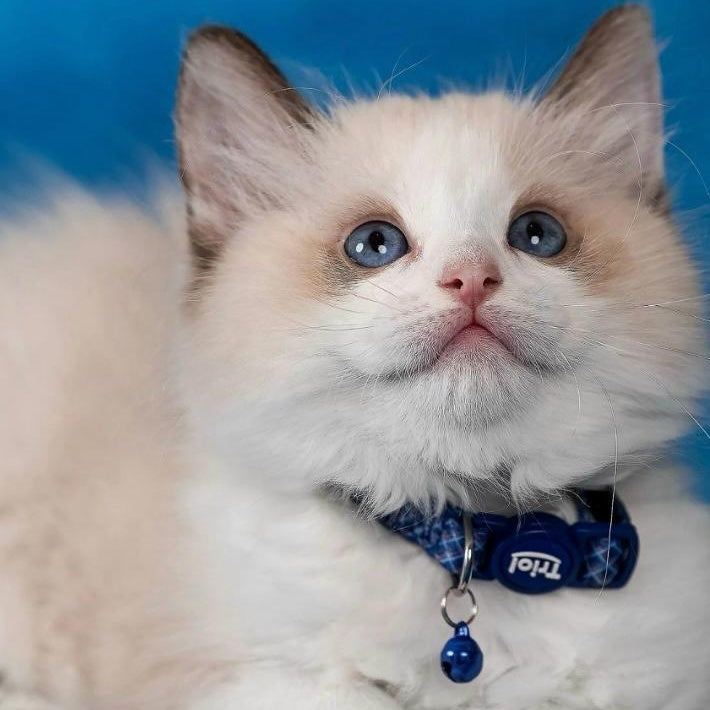 Lucky Ragdoll male, seal bicolour