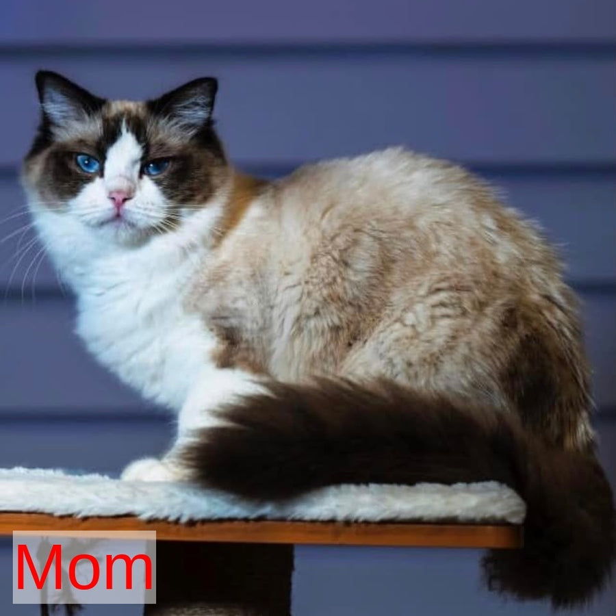 Lucky Ragdoll male, seal bicolour