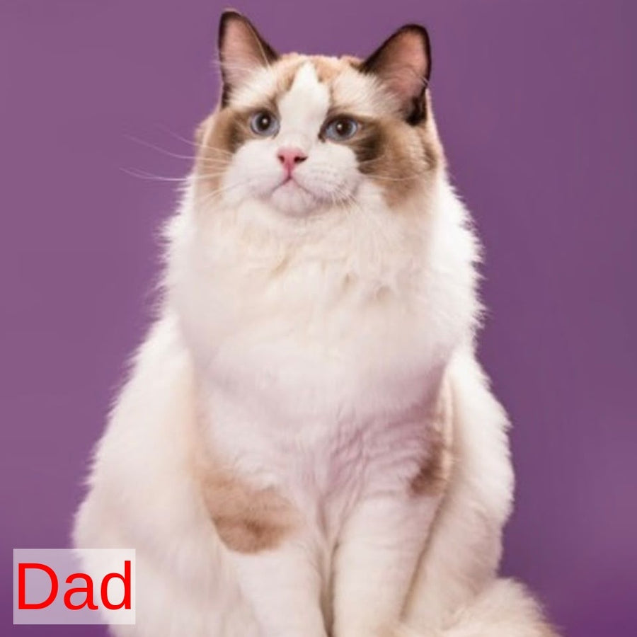 Leon Ragdoll male, blue bicolour