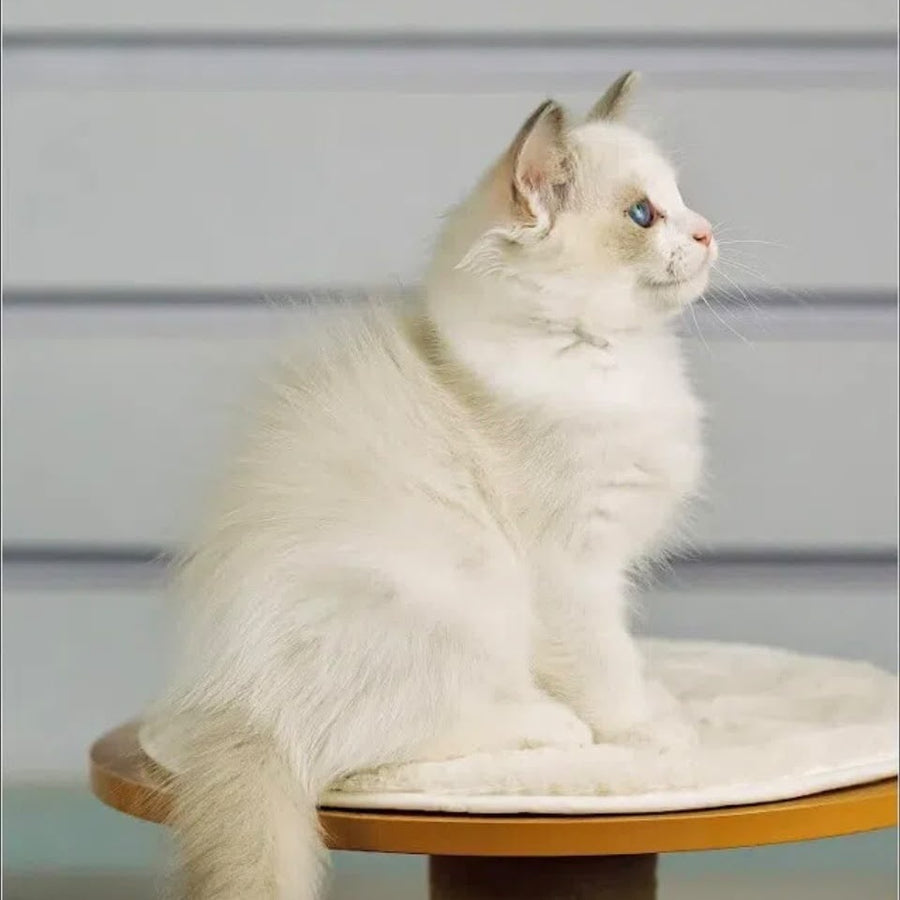 Leon Ragdoll male, blue bicolour