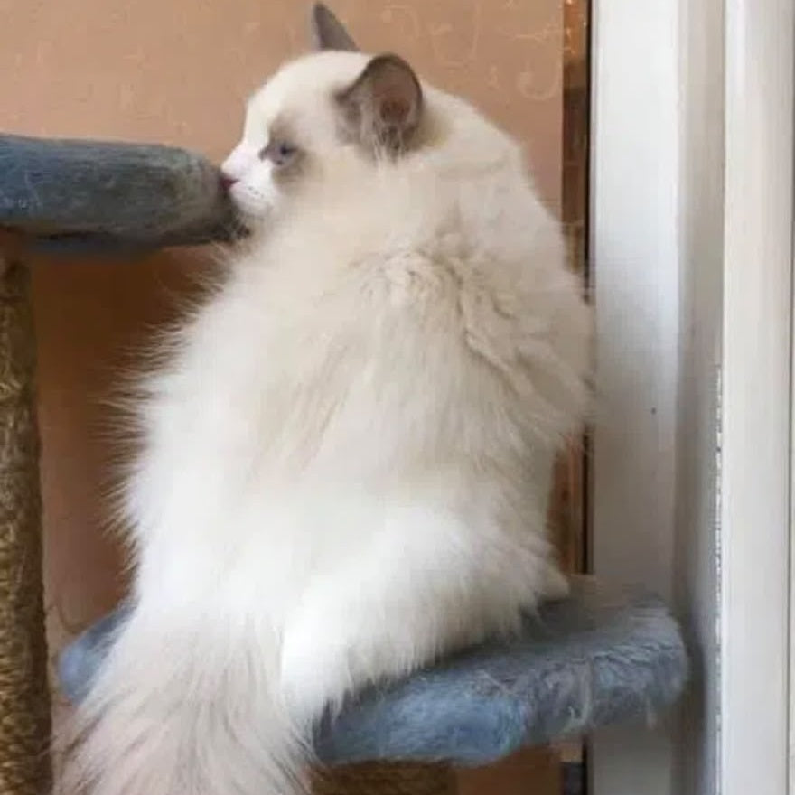 Leon Ragdoll male, blue bicolour