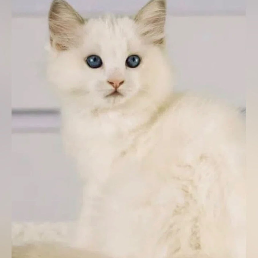 Leon Ragdoll male, blue bicolour
