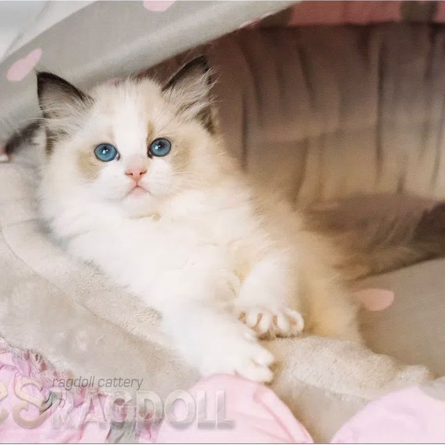 Lord Ragdoll male, seal bicolour