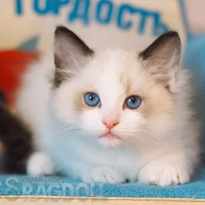 Lord Ragdoll male, seal bicolour