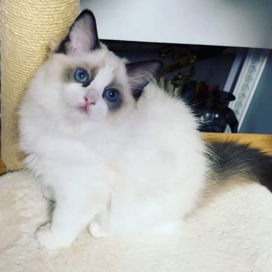 Lord Ragdoll male, seal bicolour