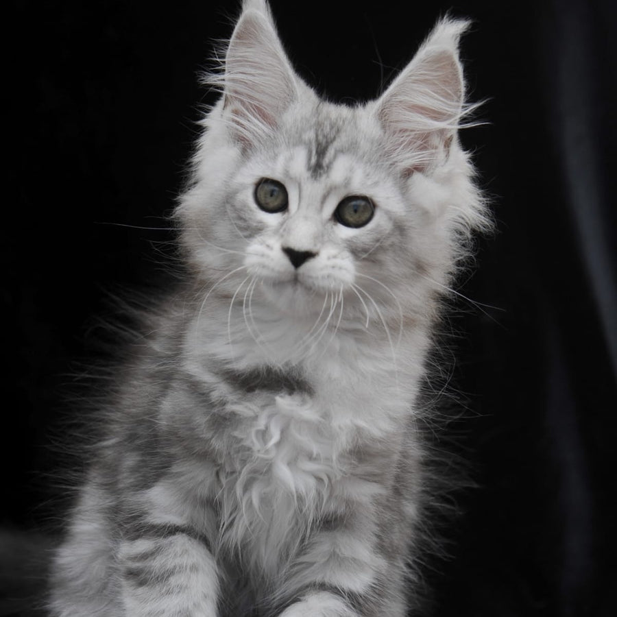 Onega Maine Coon female, black silver tabby
