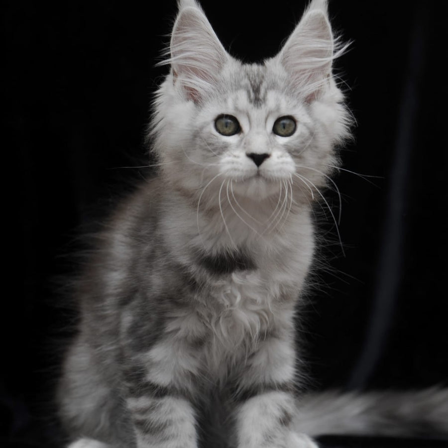 Onega Maine Coon female, black silver tabby