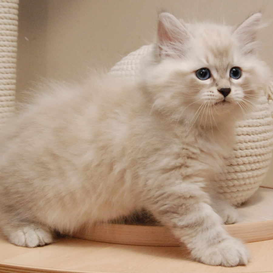 Chico Siberian male, blue tabby pointed