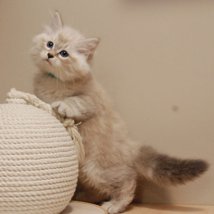 Chico Siberian male, blue tabby pointed