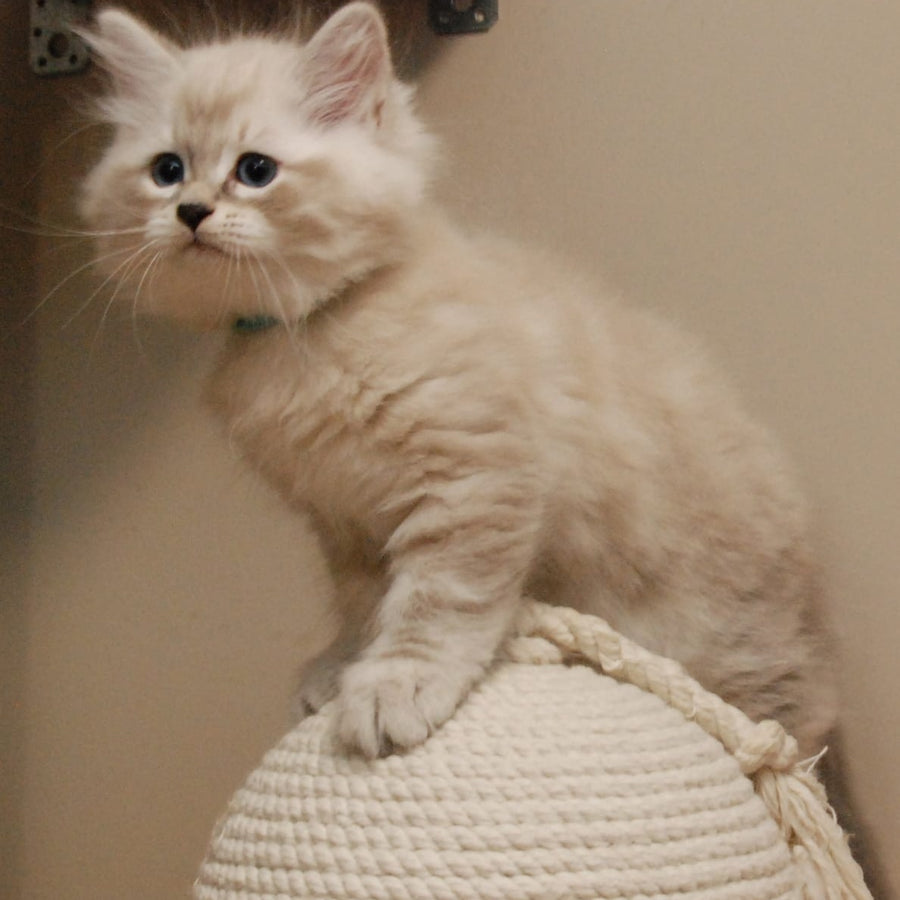 Chico Siberian male, blue tabby pointed
