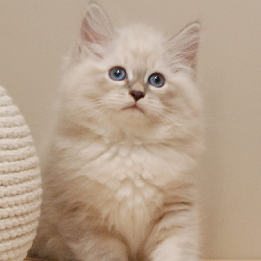 Chief Siberian male, blue tabby pointed