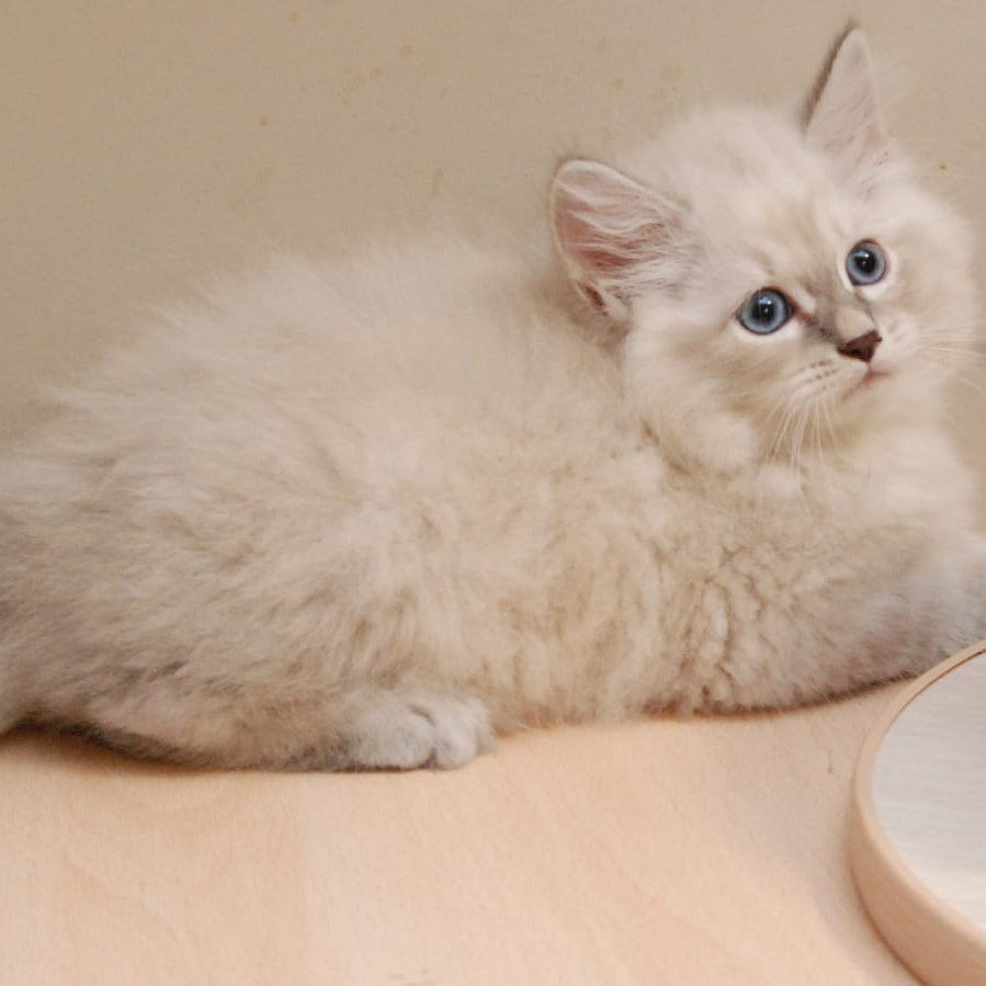 Chief Siberian male, blue tabby pointed