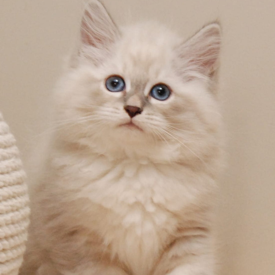 Chief Siberian male, blue tabby pointed
