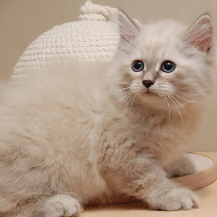 Chief Siberian male, blue tabby pointed