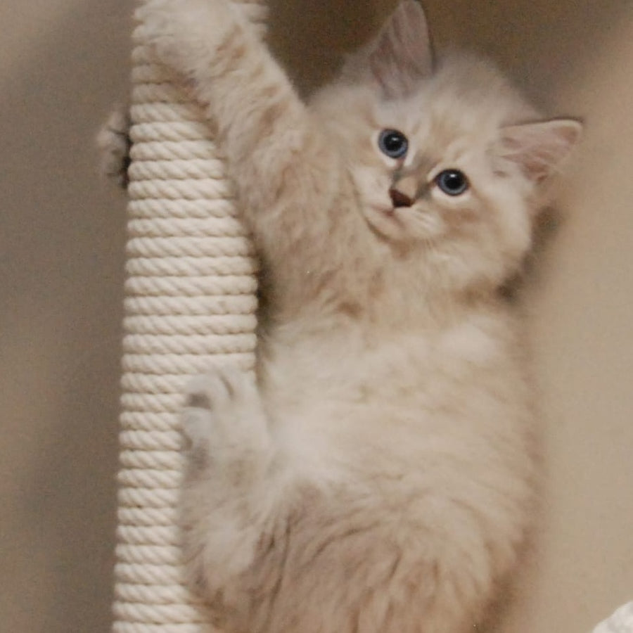 Chief Siberian male, blue tabby pointed