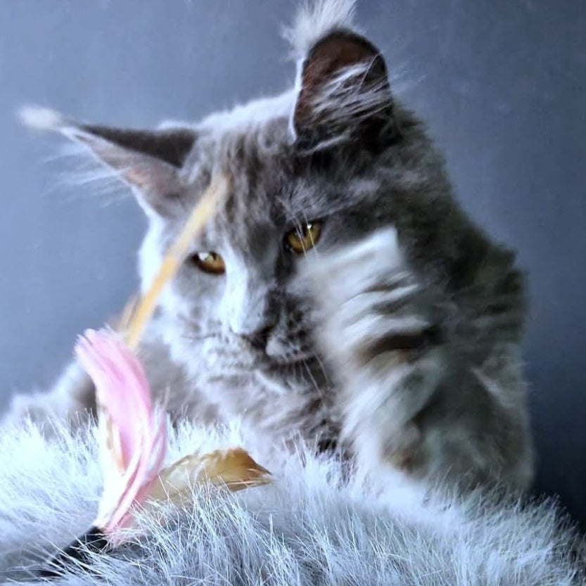 Kali Maine Coon female, blue