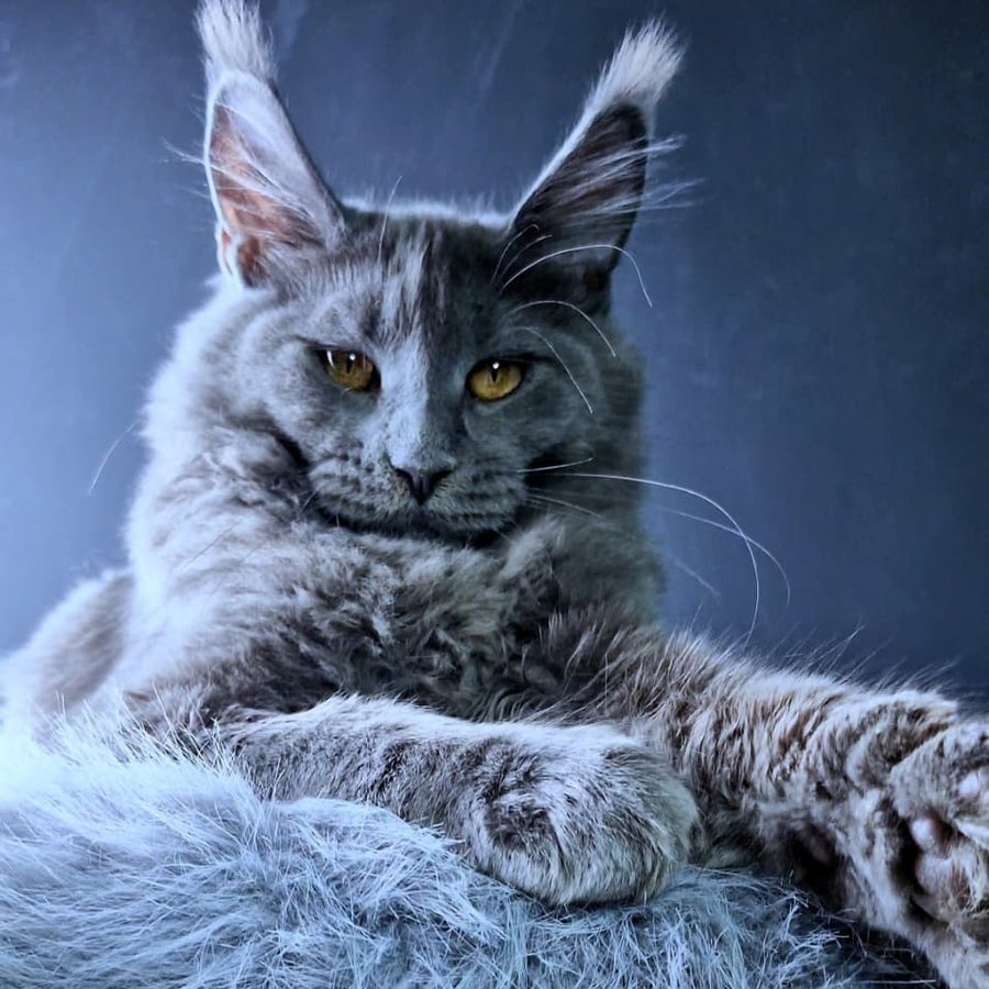 Kali Maine Coon female, blue