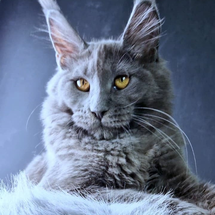 Kali Maine Coon female, blue