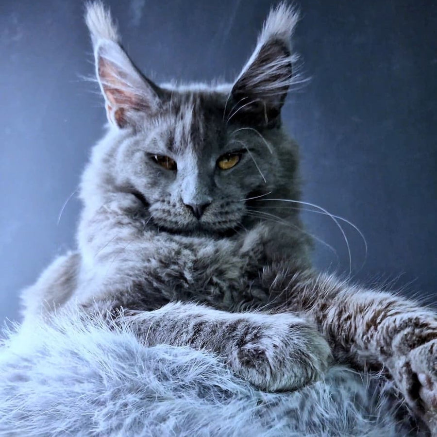 Kali Maine Coon female, blue