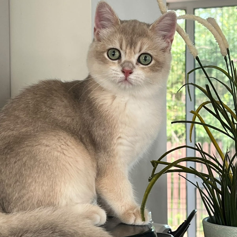 Urman British Shorthair male, blue golden chinchilla