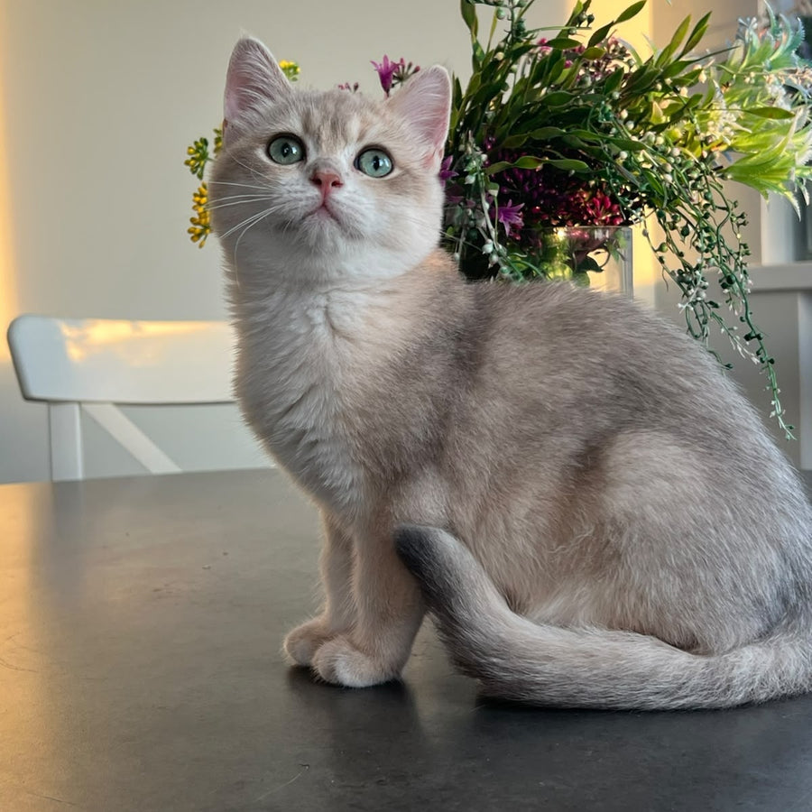Urman British Shorthair male, blue golden chinchilla
