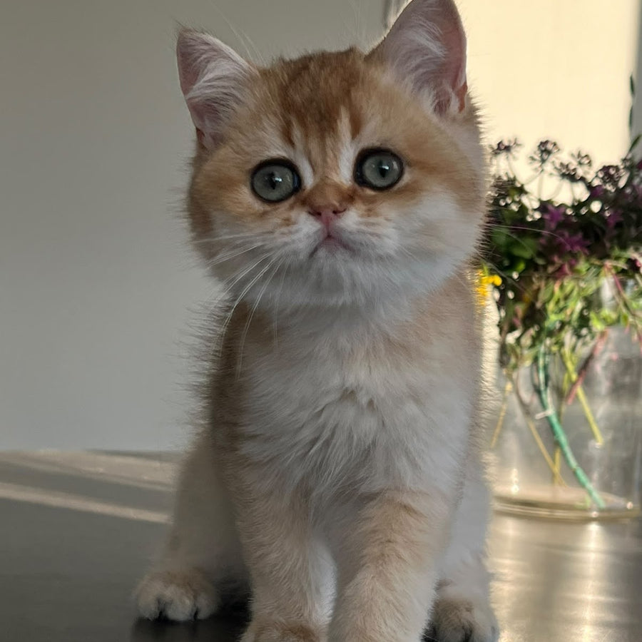 Winnie British Shorthair male, black golden shaded
