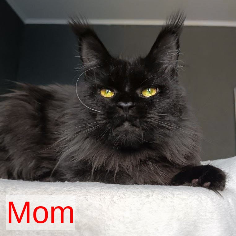Kali Maine Coon female, blue