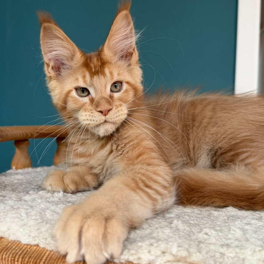 Wiski Maine Coon male, red