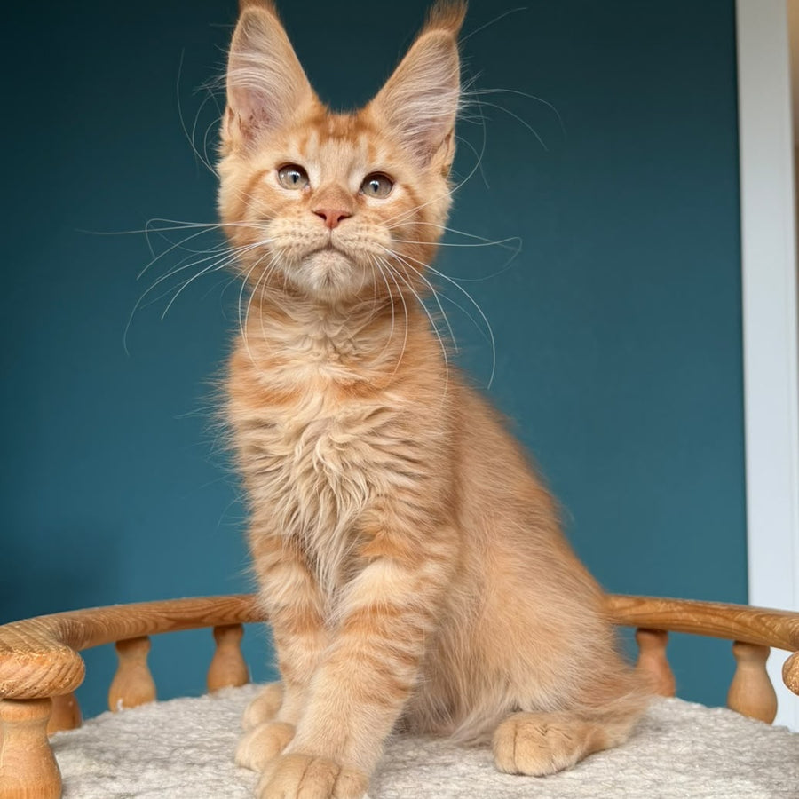 Wiski Maine Coon male, red