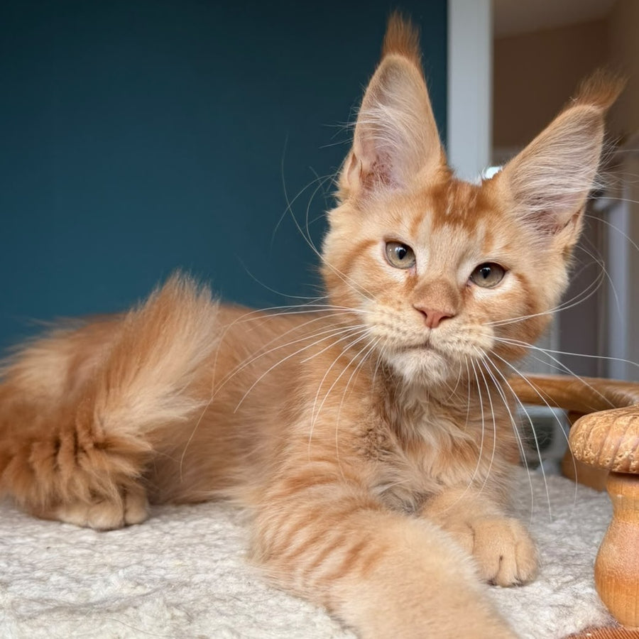 Wiski Maine Coon male, red