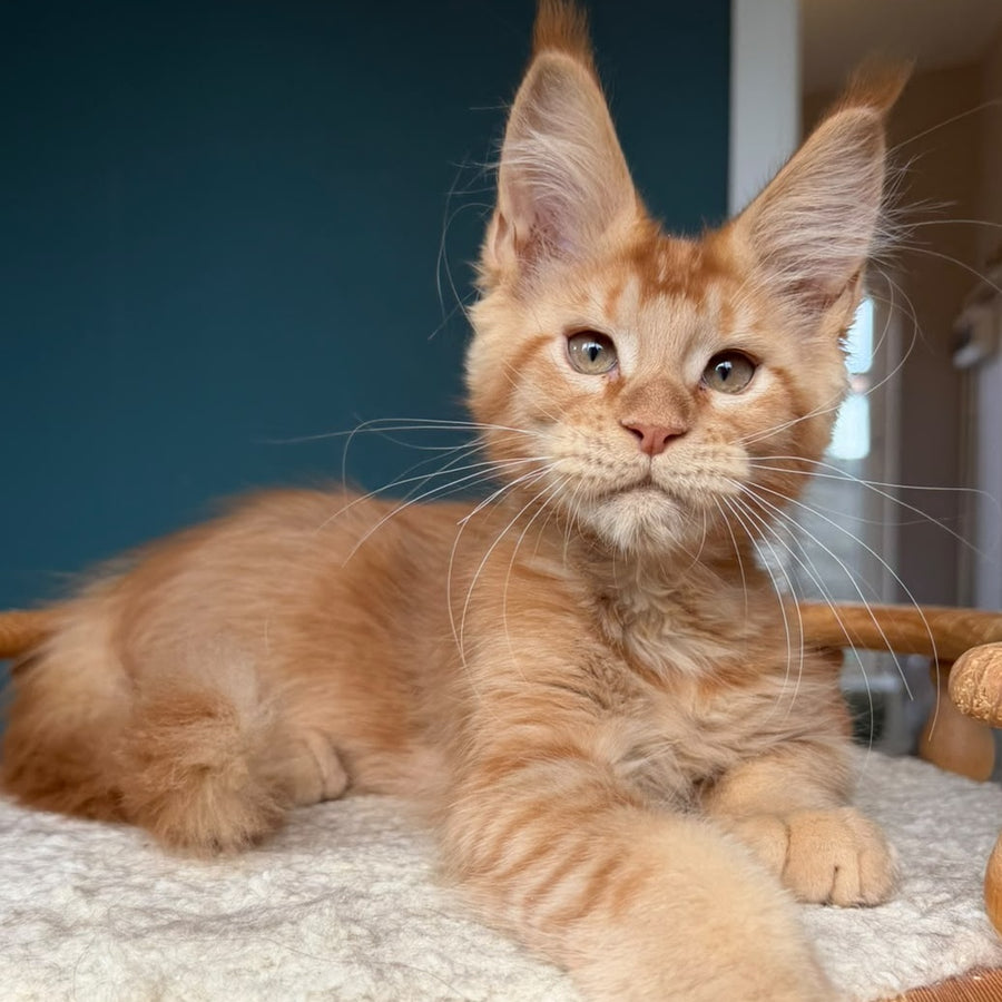 Wiski Maine Coon male, red