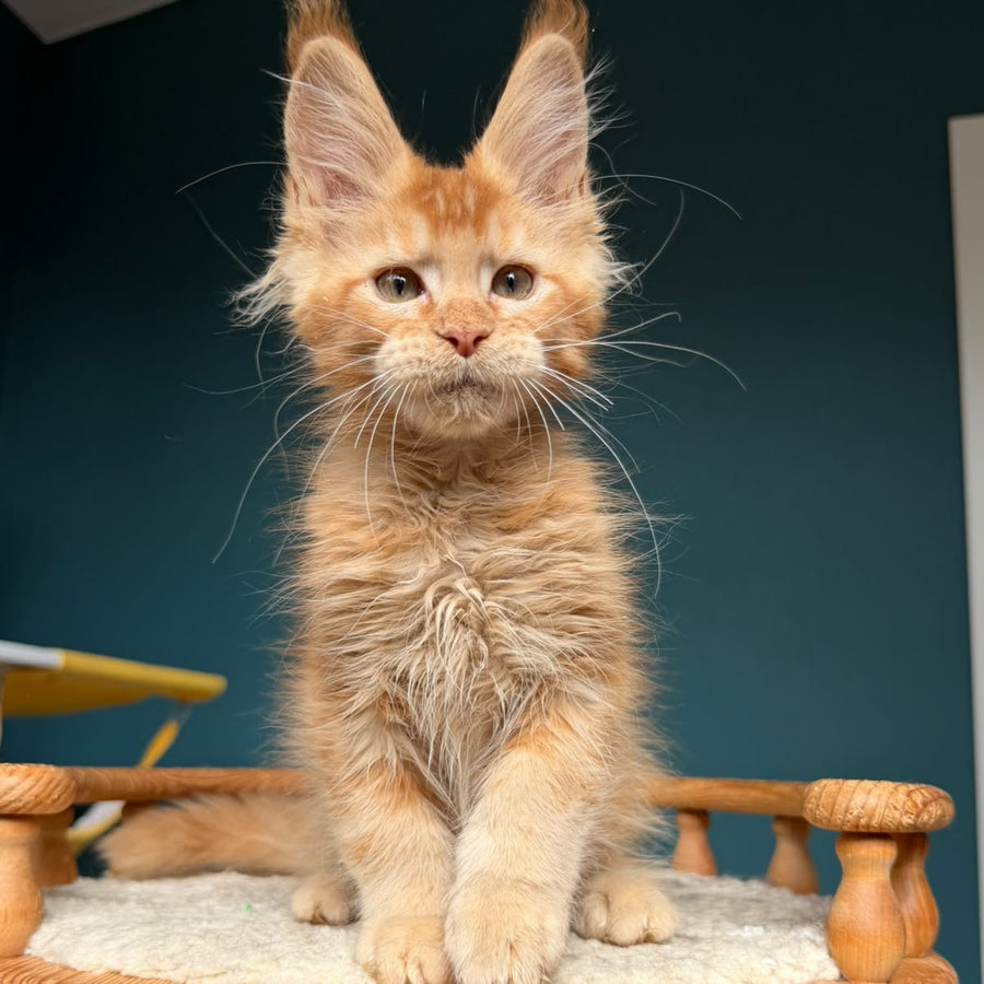 Wyatt Maine Coon male, red