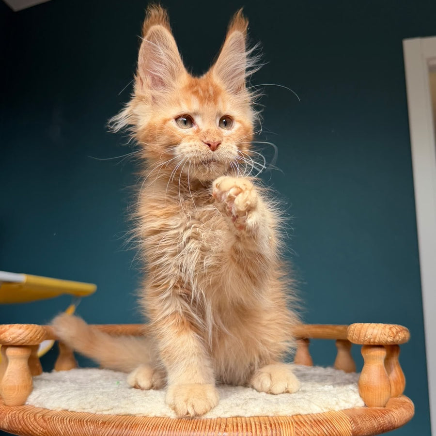 Wyatt Maine Coon male, red
