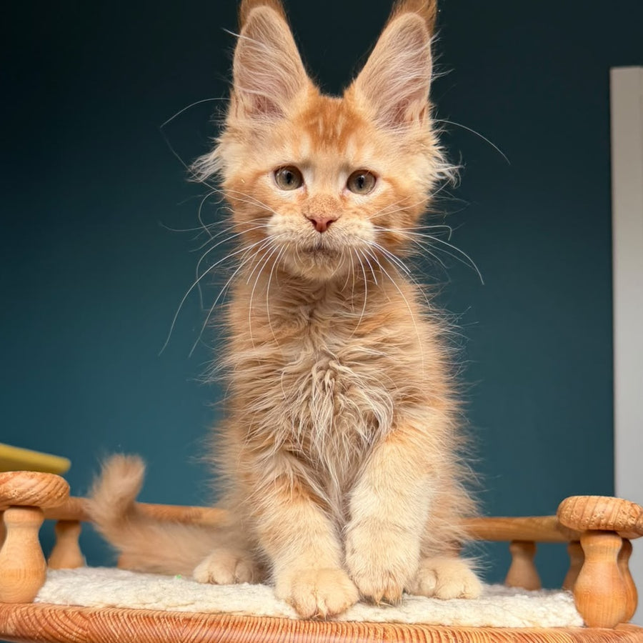 Wyatt Maine Coon male, red