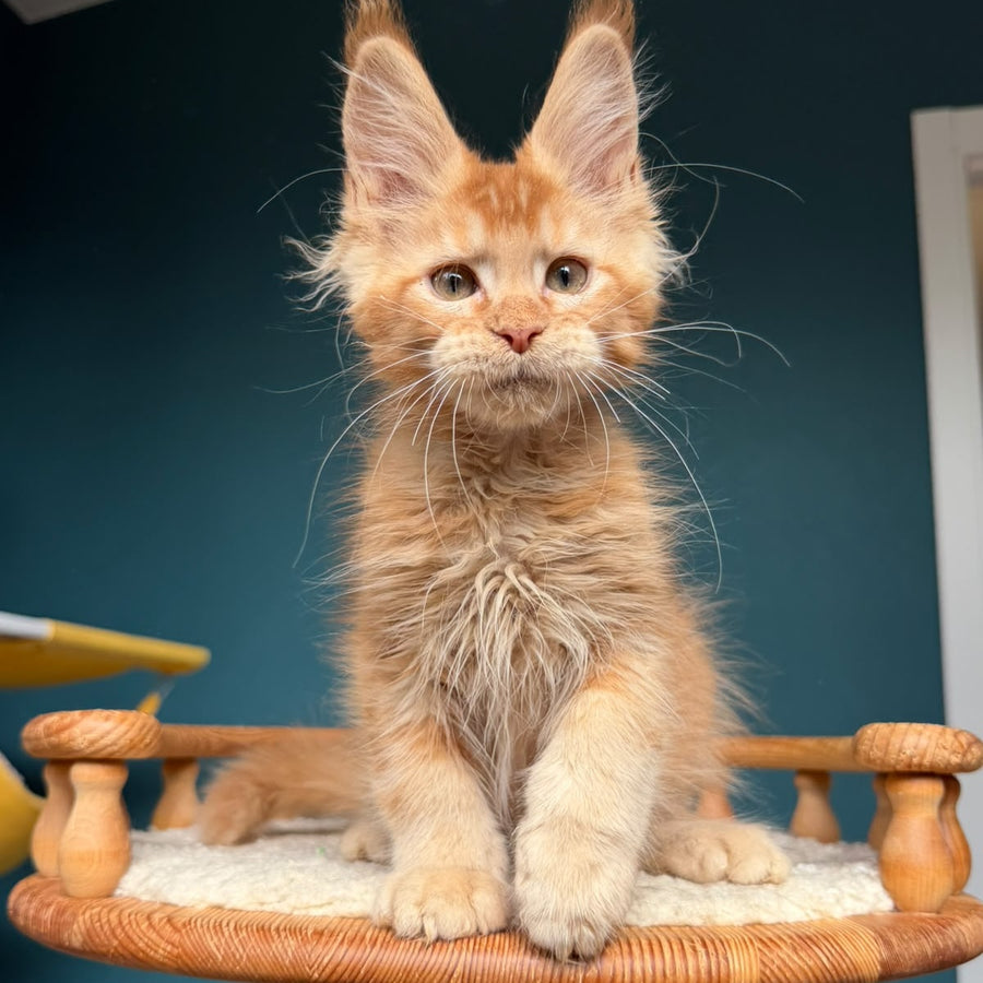 Wyatt Maine Coon male, red