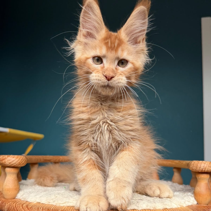 Wyatt Maine Coon male, red