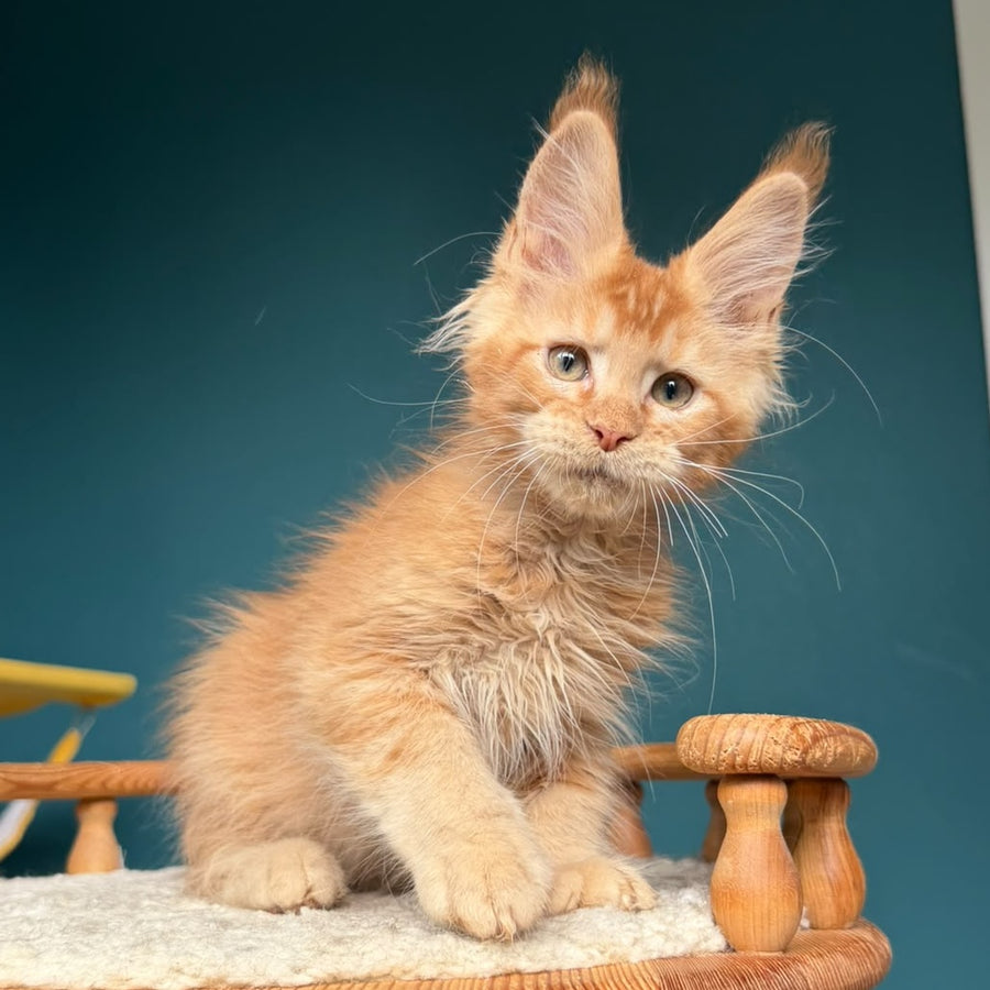 Wyatt Maine Coon male, red