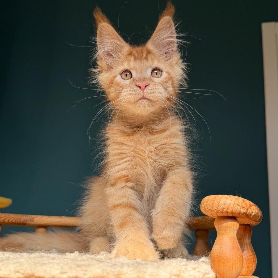 Winston Maine Coon male, red