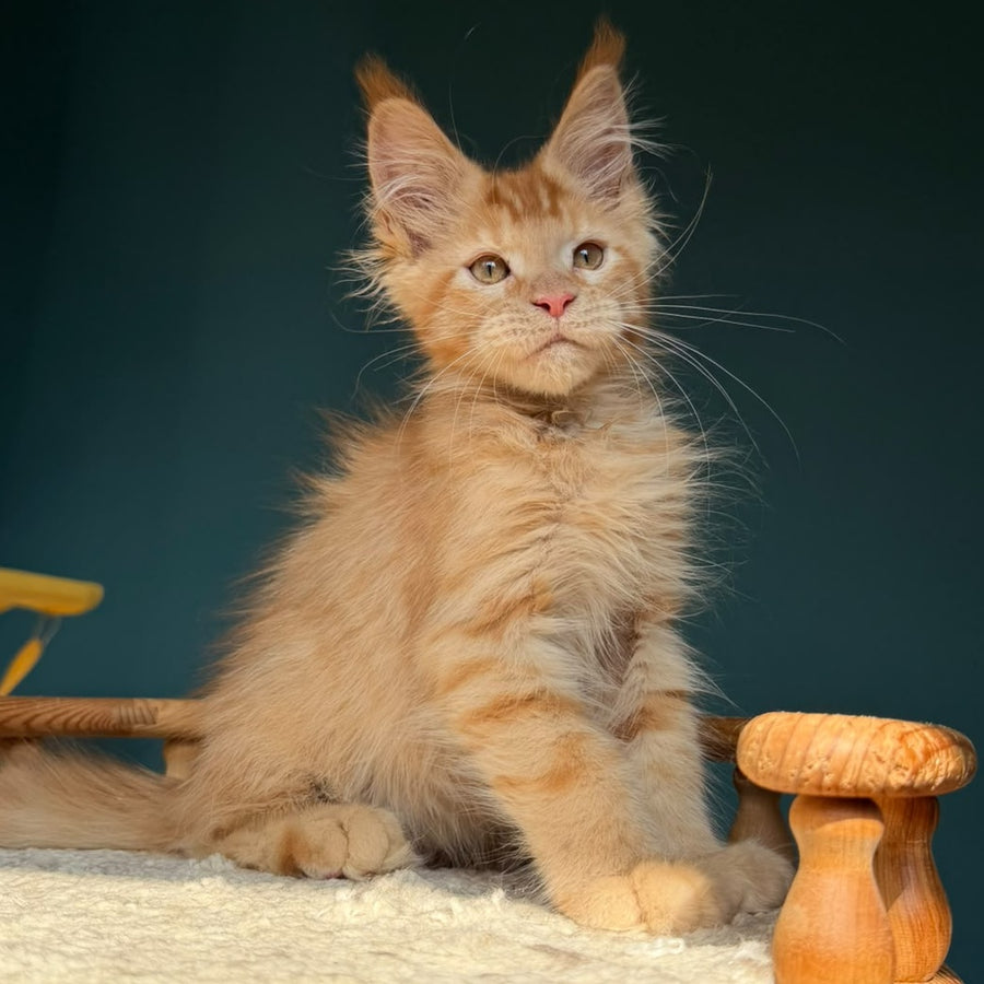 Winston Maine Coon male, red