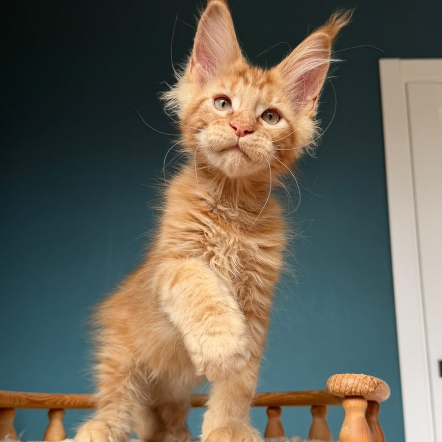 Wrangler Maine Coon male, red