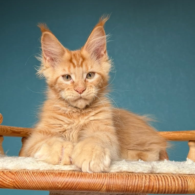 Wrangler Maine Coon male, red