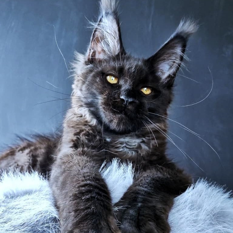 Kristal Lux Maine Coon female, black