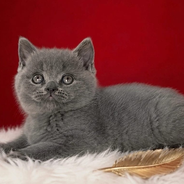 Endi British Shorthair male, blue