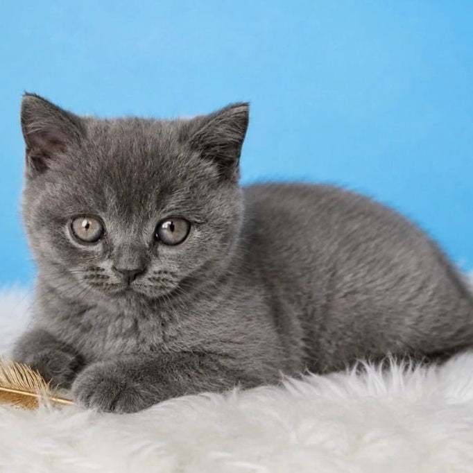 Emir British Shorthair male, blue
