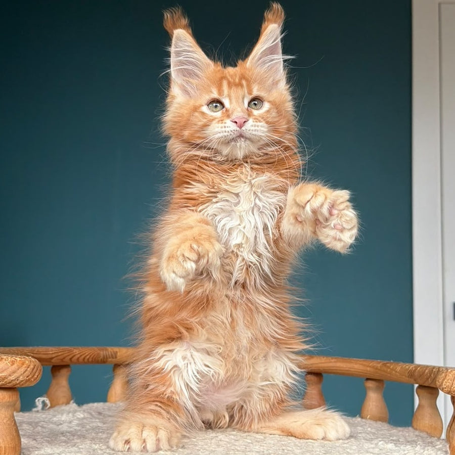 Xtreem Maine Coon polydactyl 6x6x6x6 male, red tabby