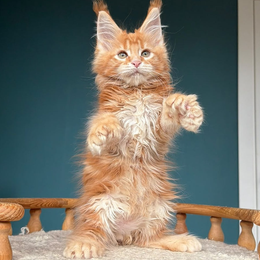 Xtreem Maine Coon polydactyl 6x6x6x6 male, red tabby
