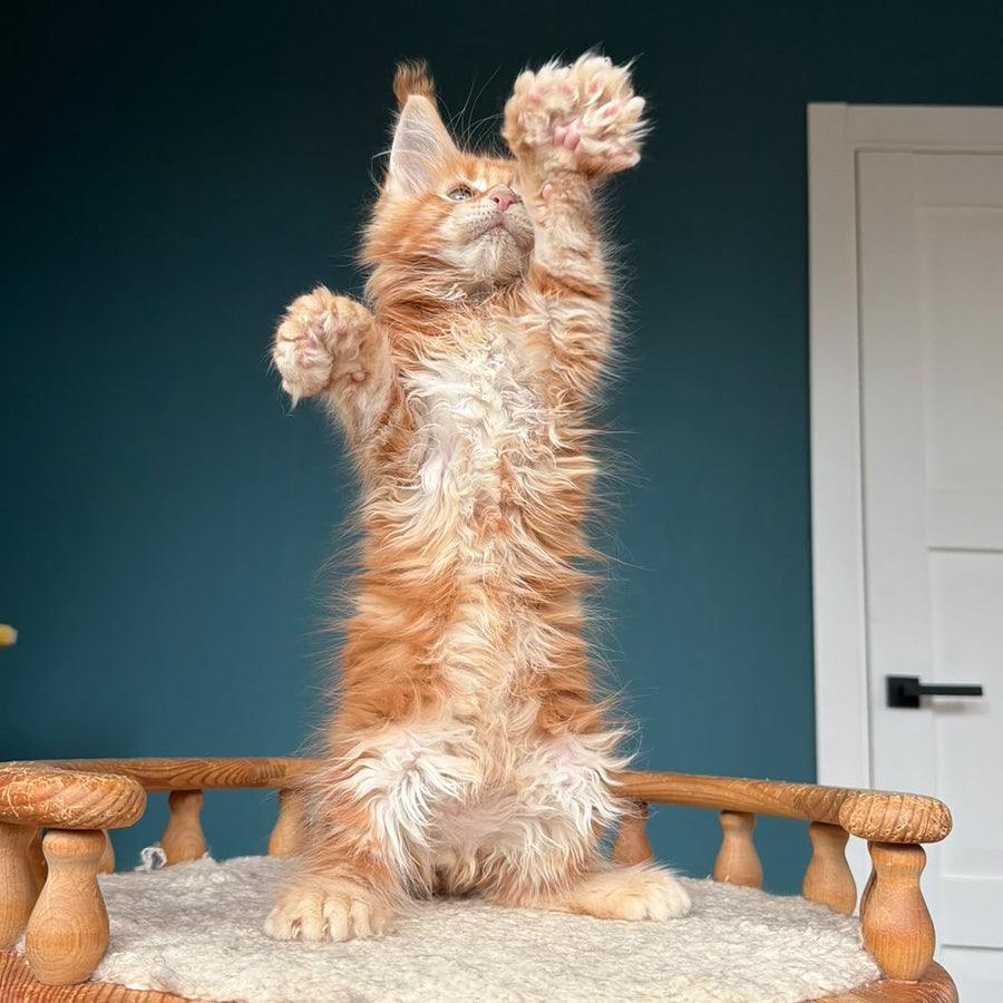 Xtreem Maine Coon polydactyl 6x6x6x6 male, red tabby