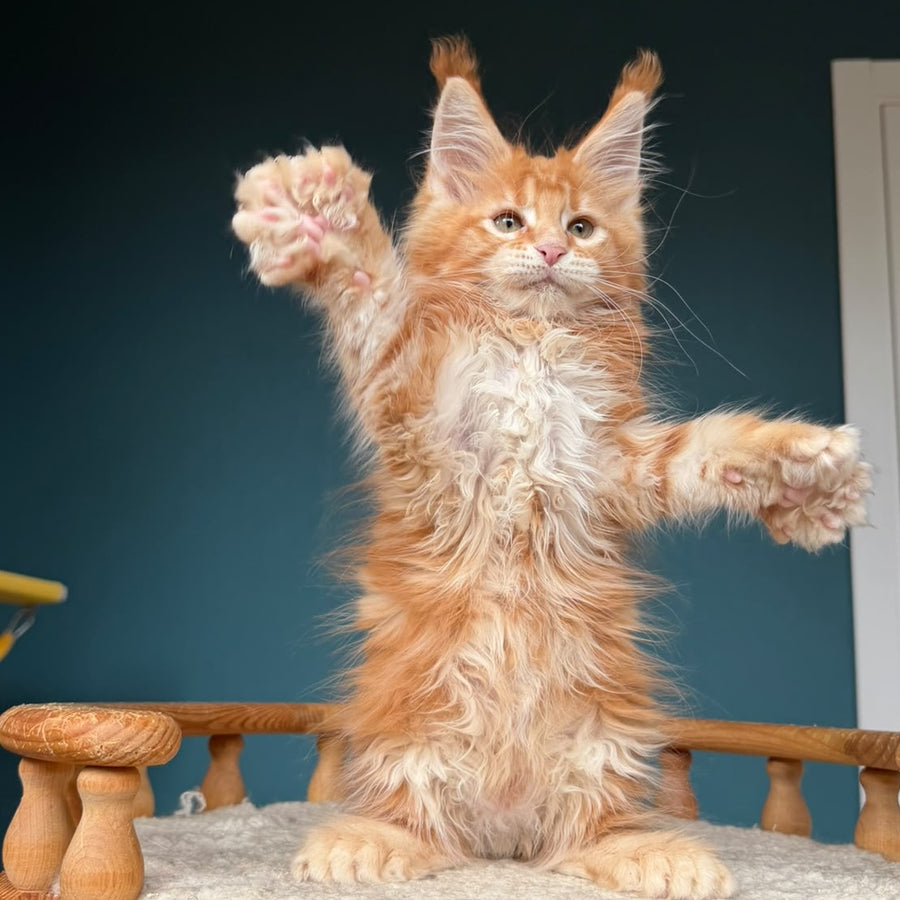 Xtreem Maine Coon polydactyl 6x6x6x6 male, red tabby