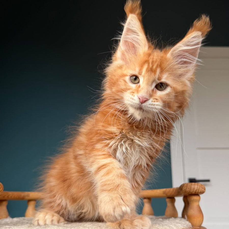 Xtreem Maine Coon polydactyl 6x6x6x6 male, red tabby
